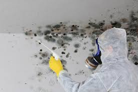 Why You Should Choose Our Mold Remediation Services in Minden, NV